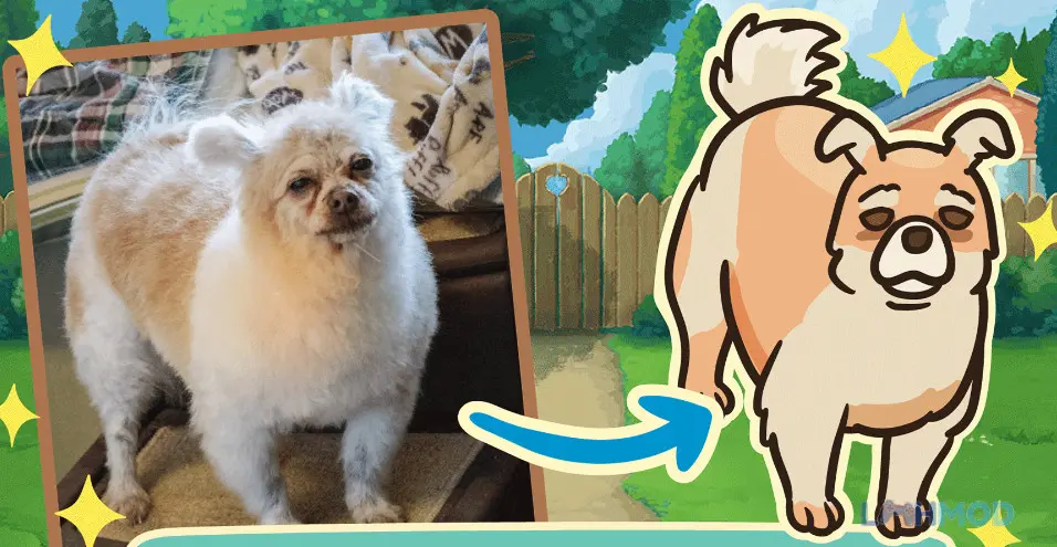 Ảnh 3 của Tải game Old Friends Dog Game Mod Apk 1.18.21 (Vô Hạn Vé, Tiền) cho Android iOs Người chơi đang chọn quần áo và phụ kiện cho chú chó của mình