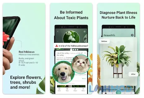 Ảnh 3 của Tải PictureThis Mod Apk 3.33 (Mở Khóa Premium) cho Android iOs Màn hình hiển thị thông tin chi tiết về một loài thực vật trong PictureThis