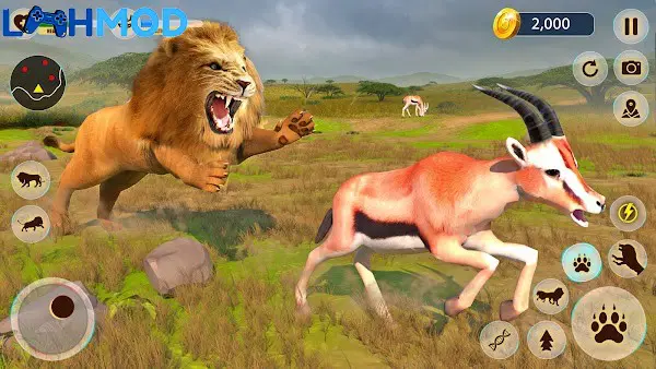Ảnh 1 của Lion Games Animal Simulator 3D APK 1.6 Android iOS Sư tử đang săn mồi trong môi trường 3D chân thực của game